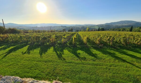Cooking Class con Splendido panorama sulle vigne biologiche a Montefalco